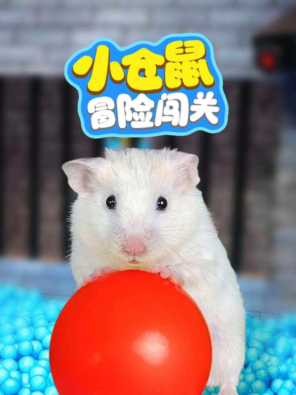 小仓鼠冒险闯关