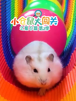 小仓鼠大闯关之夏日篇 2